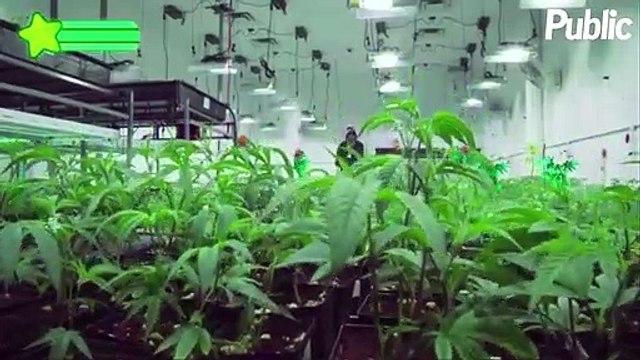 Vidéo : Wiz Khalifa : Son ultime provocation avec le jeu Wiz Khalifa’s Weed Farm !