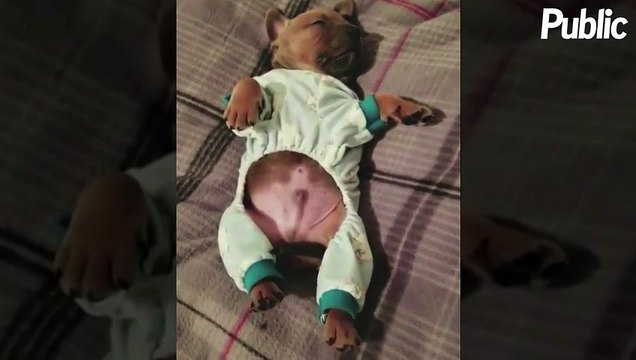 Vidéo : Le chien qui a le rythme dans la peau !