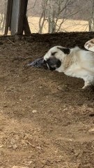 Cuddled Up to a Cow Pie