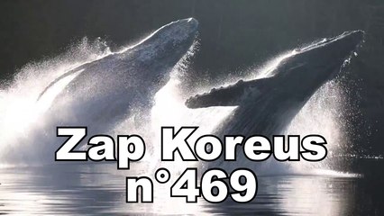 Zap Koreus n°469