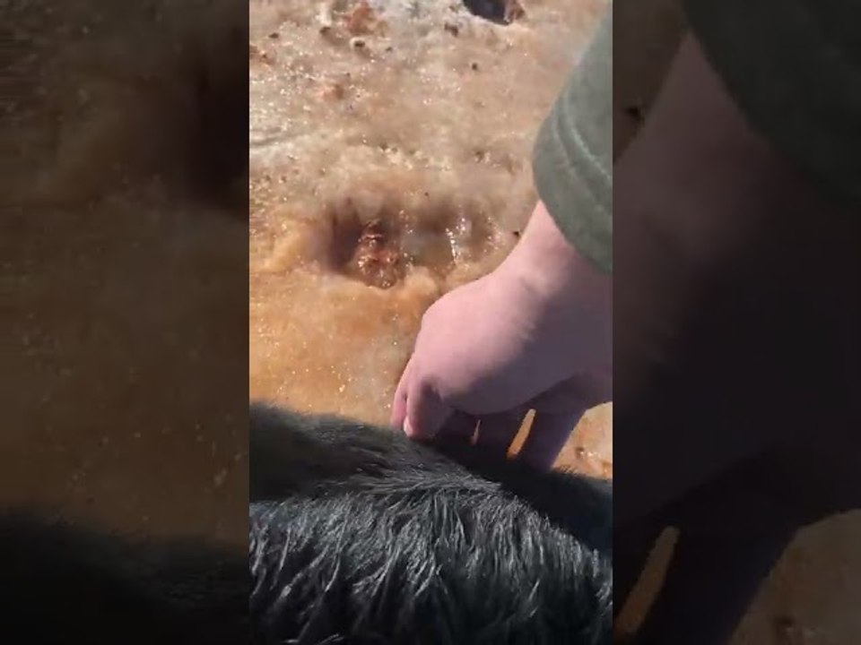 Saving Calf Stuck in Pond