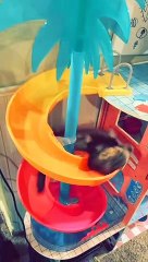 Ferret Swirls Down Dollhouse Slide