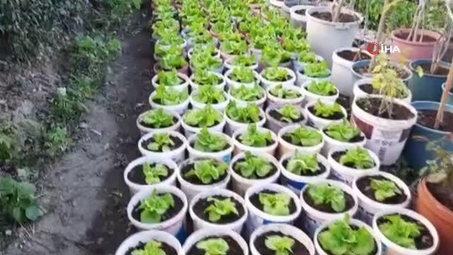 Bu da 'Bitmeyen marul' projesi... Saksıda marul yetiştiriyor, satın alan ihtiyacı oldukça yapraklarını koparıp tüketiyor