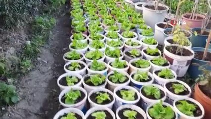 Bu da 'Bitmeyen marul' projesi... Saksıda marul yetiştiriyor, satın alan ihtiyacı oldukça yapraklarını koparıp tüketiyor