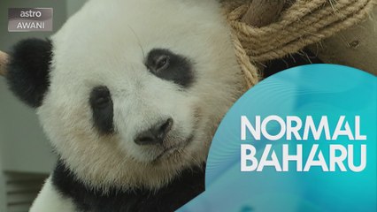 NORMAL BAHARU: Cabaran zoo memastikan kelangsungan hidup ketika PKP