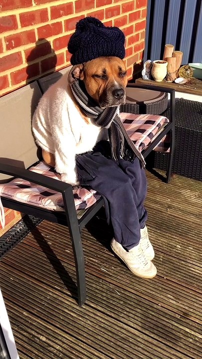 Adorable Dressed Up Dog on a Bench