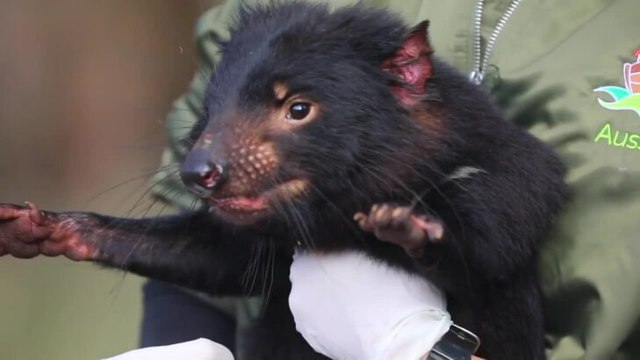 Aussie Ark record breaking joeys 2019