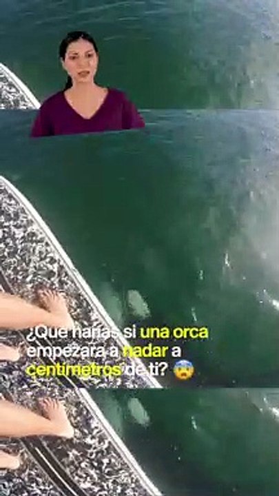 Ballena temeraria nadó debajo de un paddleboarder