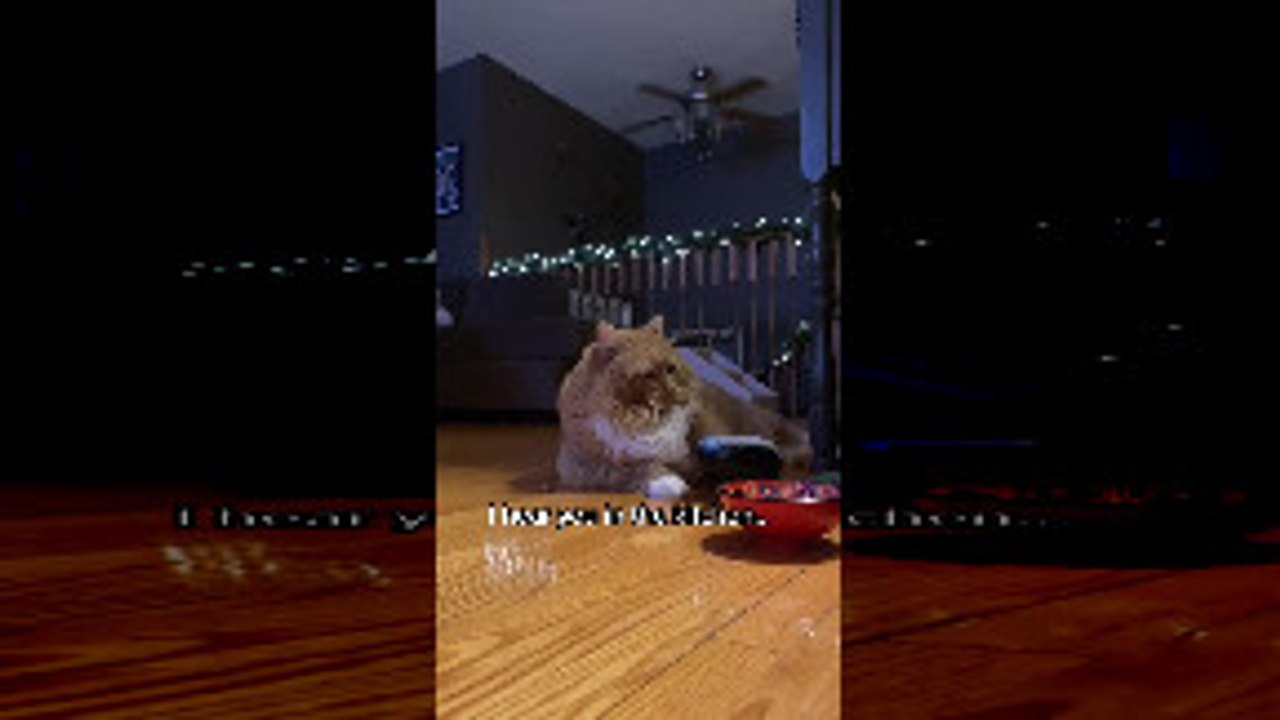 Impatient Cat Asks For Food