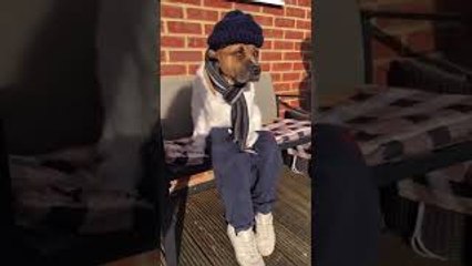 Adorable Dressed Up Dog on a Bench