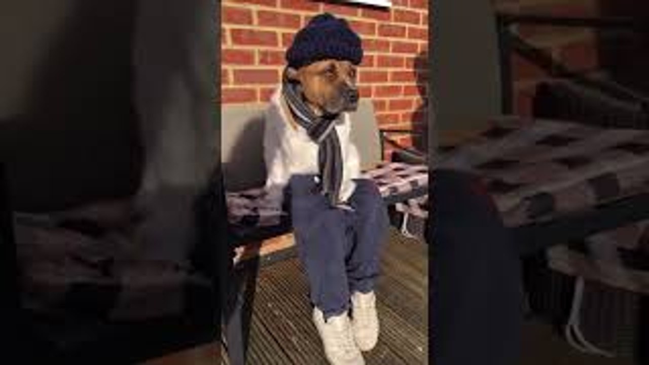 Adorable Dressed Up Dog on a Bench