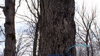 Dur hiver pour les acériculteurs du Bas-Saint-Laurent