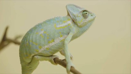 How Long Do Reptiles Live?
