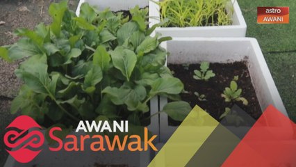 Halaman 'bertukar' jadi taman sayuran hidroponik