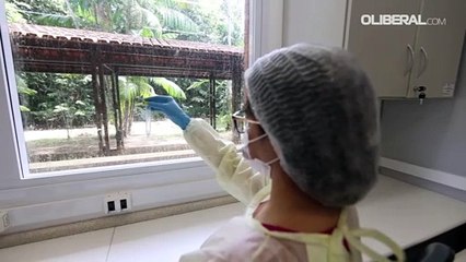 Doenças dos mosquitos: período de chuvas aumenta riscos