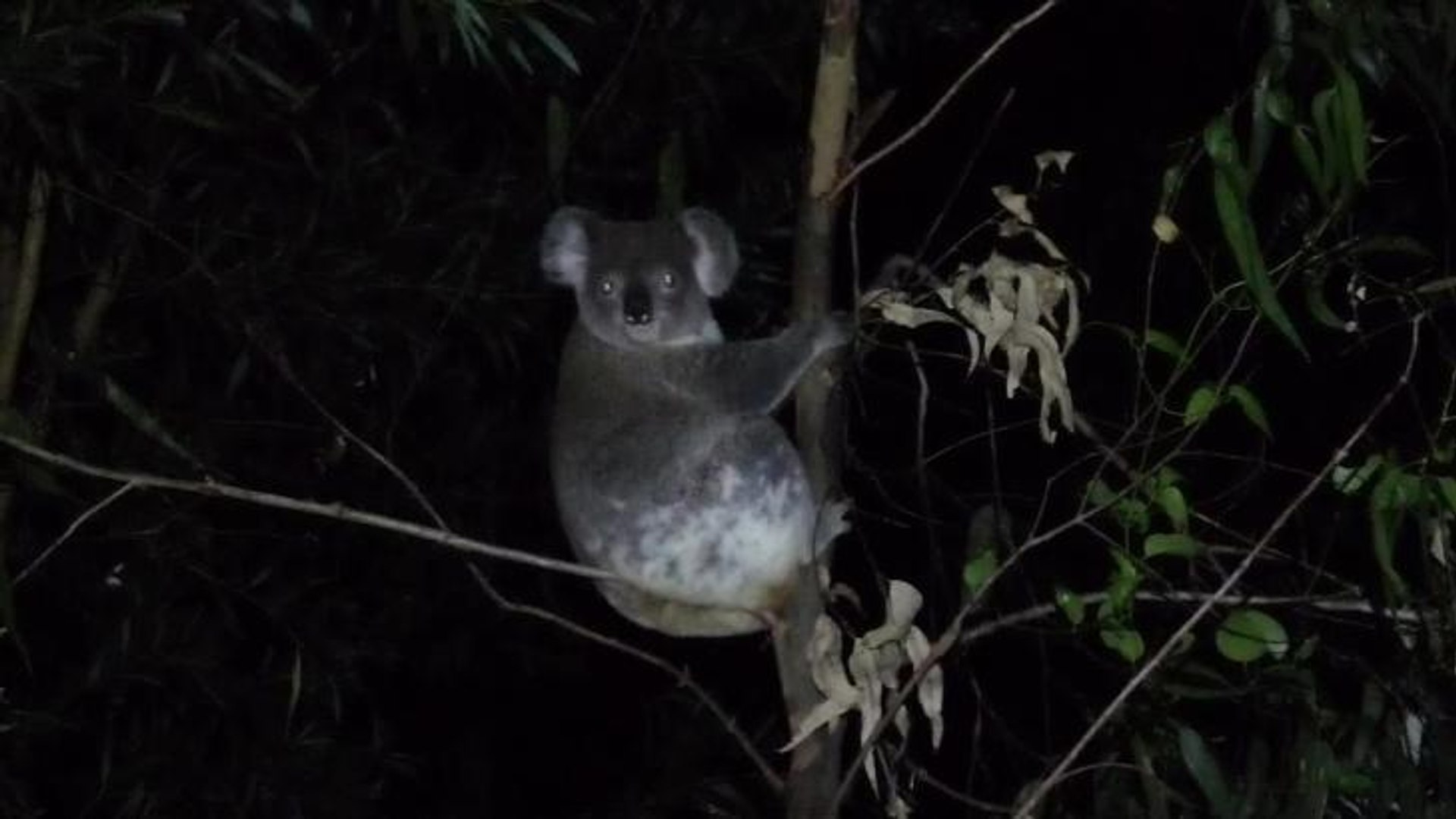 ⁣Wingham-Chronicle DPI acoustic koalas