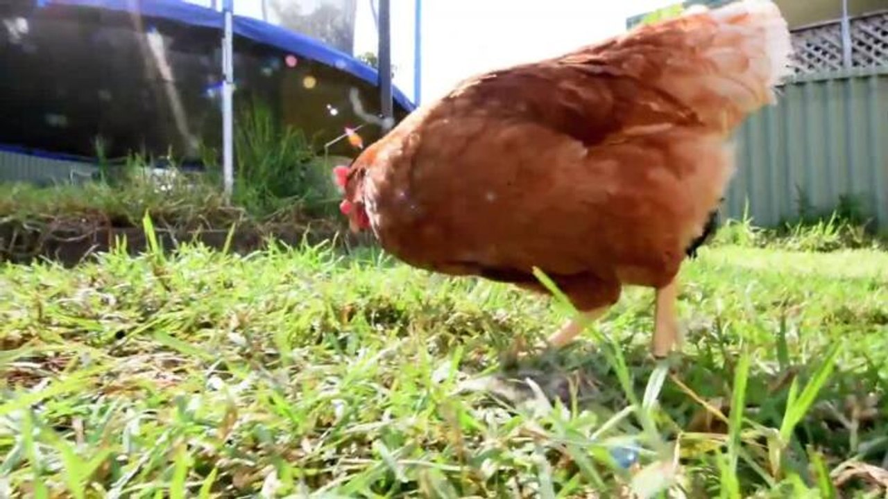 Katie Tisdell talks about her performance at the Sydney Royal Easter Show