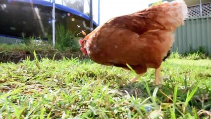 Katie Tisdell talks about her performance at the Sydney Royal Easter Show
