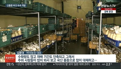 버섯 국산화율 껑충…해외 로열티 지급액 감소