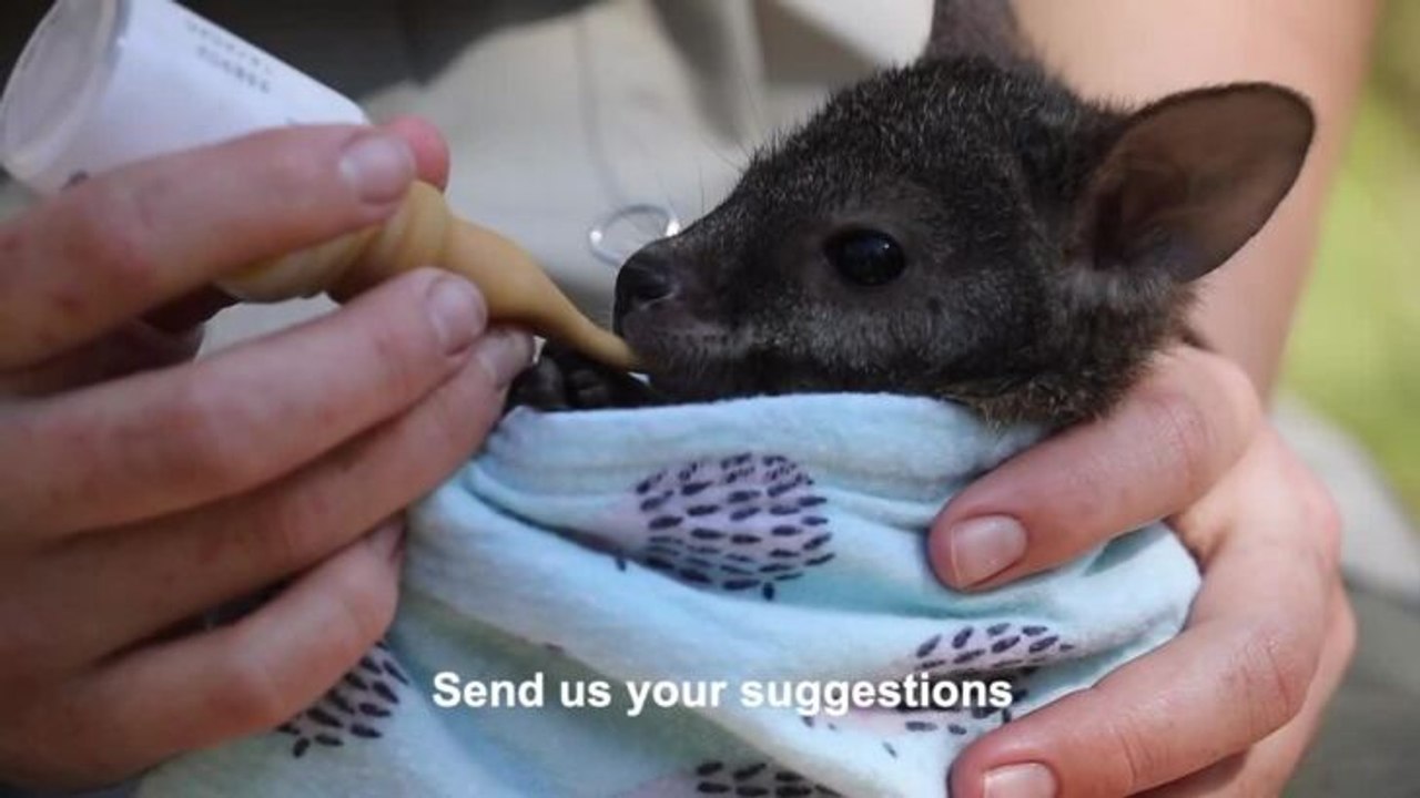 Aussie Ark joey needs a name