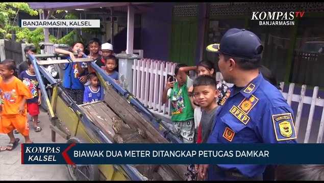 Heboh Evakuasi Biawak Seberat 60 Kg, Petugas Damkar Banjarmasin Sempat Kewalahan