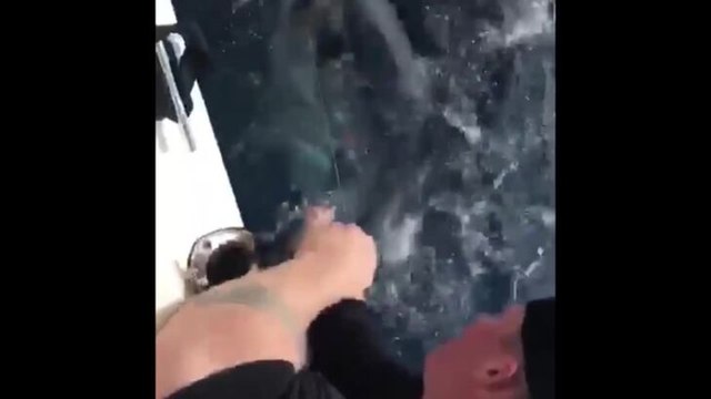 Warrnambool Standard Releasing tagged fish