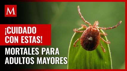 En EU, identifican virus en garrapatas que podría ser mortal para adultos mayores