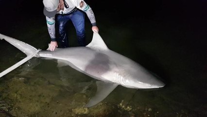 Bull sharks video