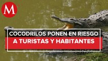 Cocodrilos en las lagunas costeras de Colima ponen en riesgo a personas