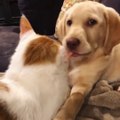 Funniest & Cutest Labrador Puppies