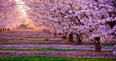 Gentle music, cherry blossoms