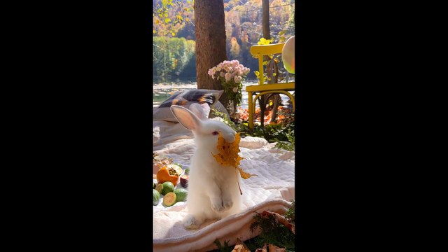 Funny Rabbits..Lovely Rabbits..Pet's animals Life 2022