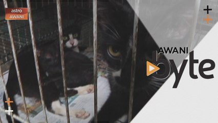 #AWANIByte: Jangan bela kucing semasa PKP sahaja