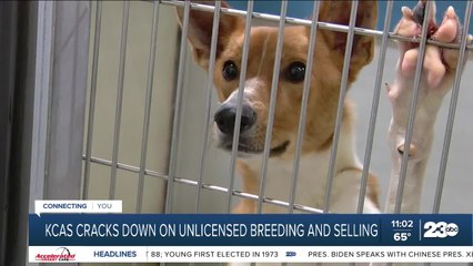 Kern County cracking down on unlicensed pet breeders