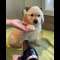 You Would Want a Golden Retriever Puppy after Finishing this Video - Funny and Cute Golden Retriever