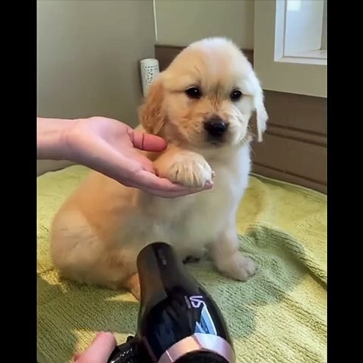 You Would Want a Golden Retriever Puppy after Finishing this Video - Funny and Cute Golden Retriever