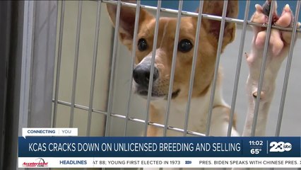 KCAS cracks down on unlicensed breeding and selling