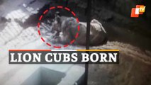 Lioness Gives Birth To Lion Cubs In Nandankanan Zoological Park