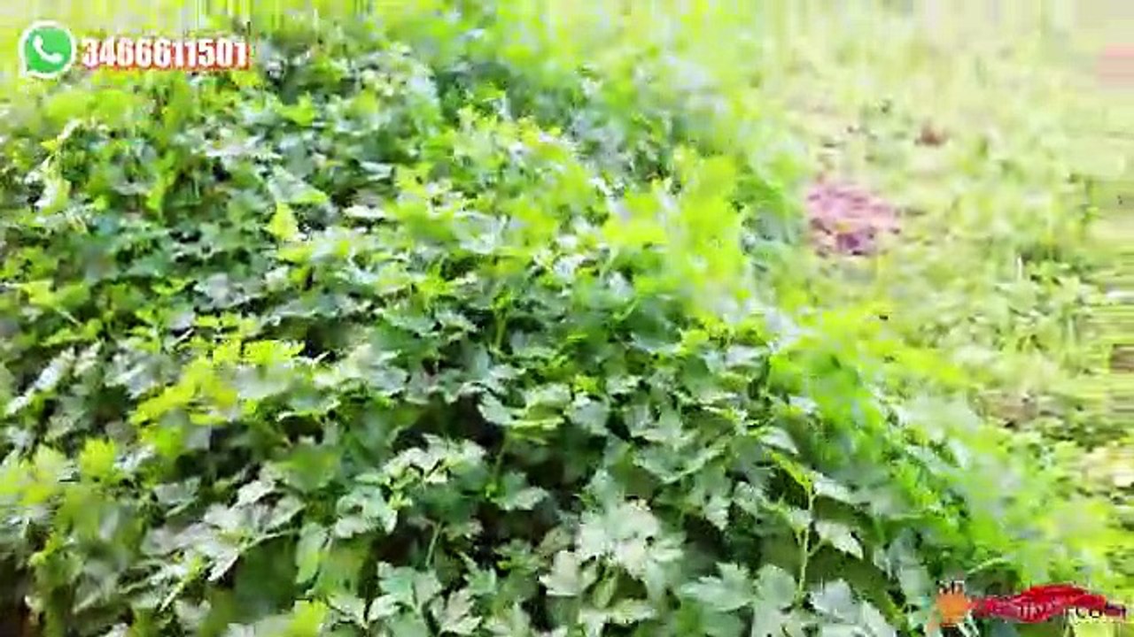 Un piatto al pesto