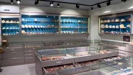 Azerbaycanlı koleksiyoncu deniz kabuğu koleksiyonunu mini müzeye dönüştürdü