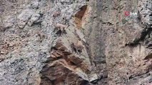 Artvin’de yer çekimine meydan okuyan dağ keçileri görüntülendi