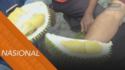 Musim durian tidak lagi seperti biasa dengan normal baharu