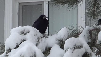 Kar yağışı hayatı olumsuz etkiliyor