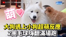 薩摩耶遇上奶狗超萌反應 2團毛球嗨翻滿場跑