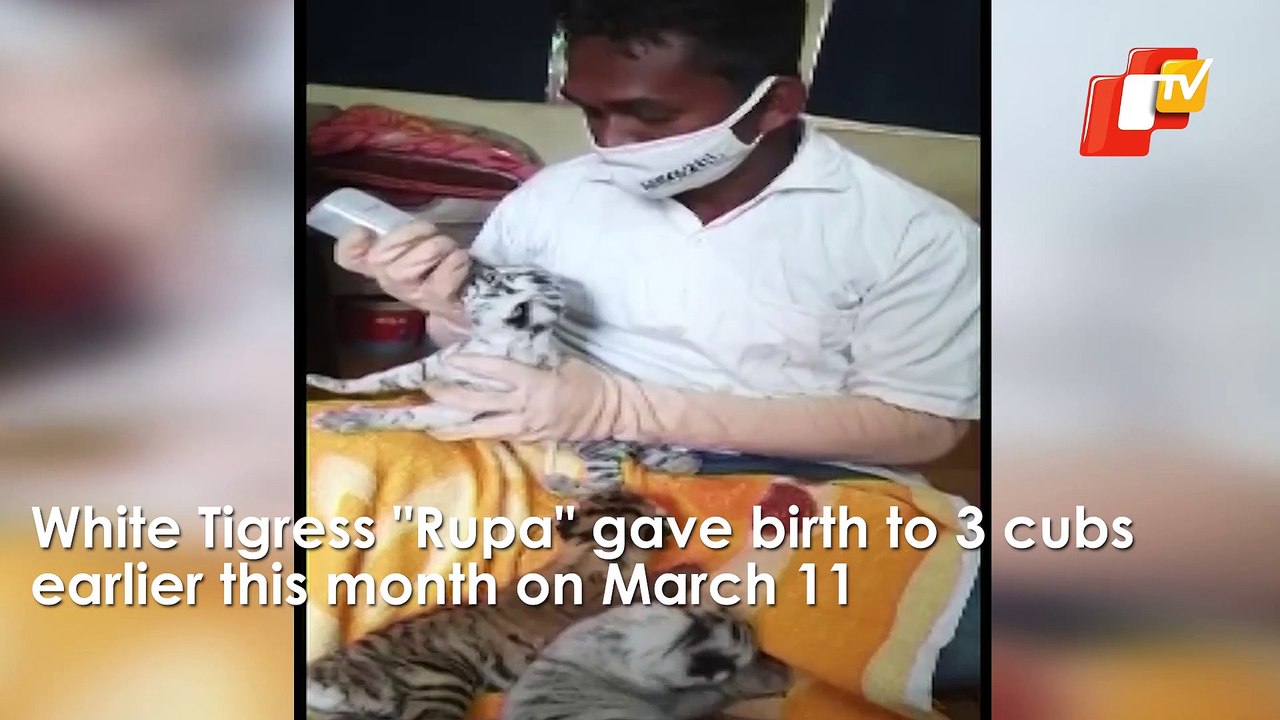 Watch: Tiger Cubs Hand-Fed In Nandankanan Zoological Park