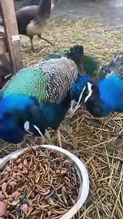 Mealworm_treats_for_our_peacocks_#duran_#bowie_&_#prince_#peacocks