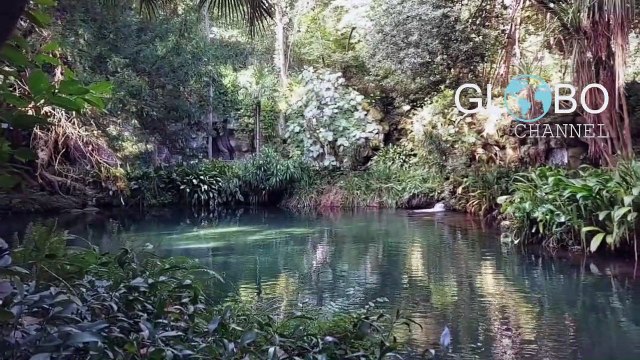 Una felce preistorica nella Reggia di Caserta: sopravvissuta ai dinosauri, oggi reintrodotta - VIDEO