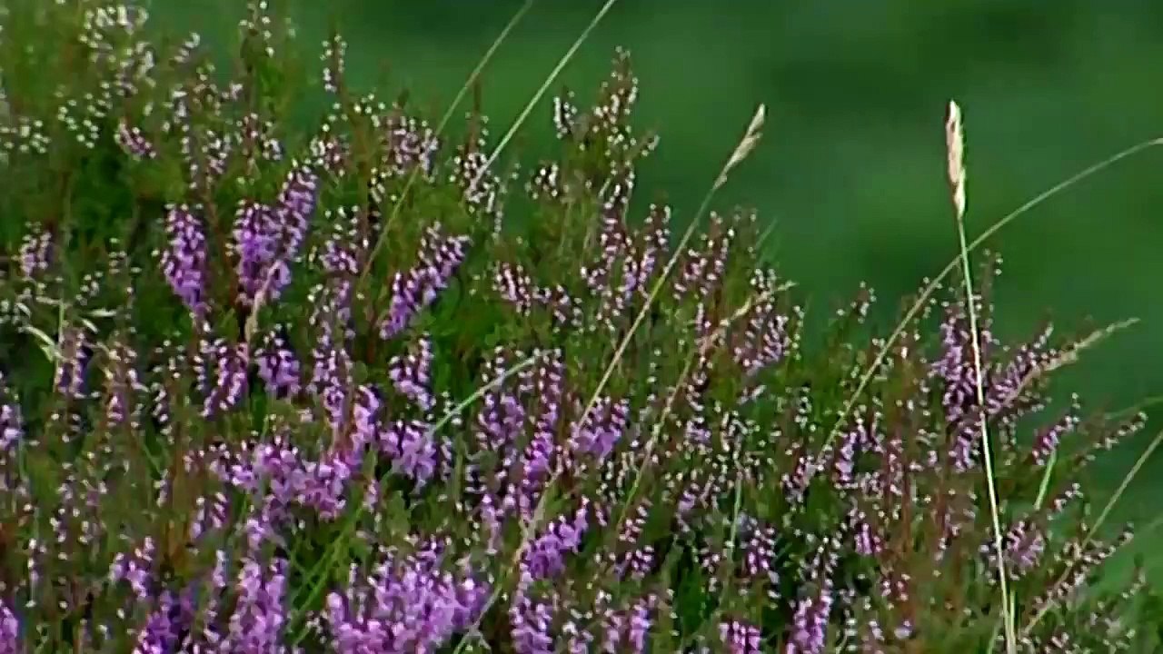 Chloë Agnew — Winter's Light (from “Secret Garden”) (Linda Ronstadt) | Chloë Agnew — Walking In The Air