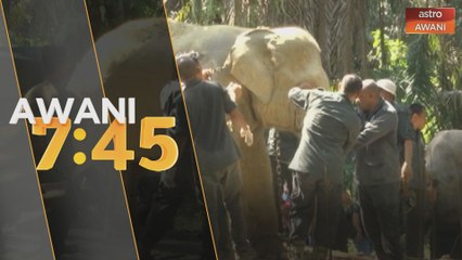 Perhilitan berjaya pindahkan gajah liar ke Royal Belum