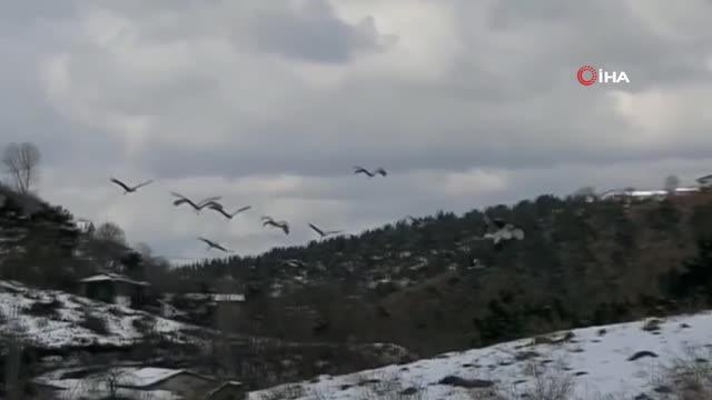 Afrika'dan Avrupa'ya göç ederken Ümraniye'de mola veren leylek sürüsünü belediye ekipleri besledi